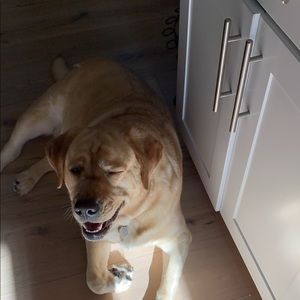 Meet your Posher, Abigail